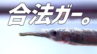 合法でガーを飼育する。特徴的な姿の淡水小型魚。#172【アクアリウム】