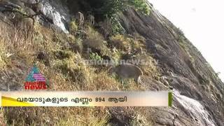 New 50 Nilgiri tahr in Munnar Rajamala : Chuttuvattom News