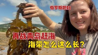 俄罗斯媳妇在中国：青岛实在太美了，赶海收获的海带竟然这么长！