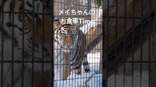 旭山動物園アムールトラ　モグモグTime