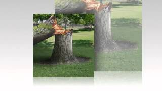 Tree Care Dublin | ArborWorks, Inc.