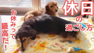 【ダックスフンド】愛犬達の休日の過ごし方♪お休み最高！！