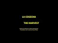 the harvest la cosecha en inglés