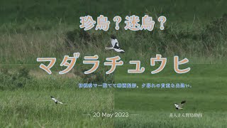 珍鳥？迷鳥？ マダラチュウヒに出逢う