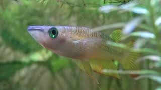 Aquarium Critter Profiles #1: Golden Wonder Killifish (Aplocheilus lineatus) - 线纹鰕鳉  - アプロケイリクティス属