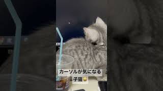 カーソルが気になる子猫😸 #shorts #猫 #マンチカン #cat #kitty #可愛くてごめん #パソコン #マウス