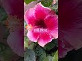 ନାଲି ମନ୍ଦାର viralvideo beautifulflowersintheworld music nature