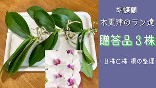 2022年5月25日　《木更津のラン達》贈答品３株　🌼ライジングサン Ｂ株とＣ株　根の整理　・トップジンＭペースト