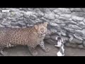 leopard cat face off જ્યારે એક કૂવામાં દીપડો અને બિલાડી પડ્યાં અને પછી બંનેનો સંઘર્ષ થયો