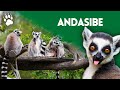 A unique forest in the world - Andasibe National Park (Madagascar) - HD Documentary