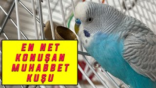 EN NET KONUŞAN FENOMEN MUHABBET KUŞU BONCUK