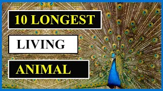 TOP 10 Longest Living Animals | Animal Globe