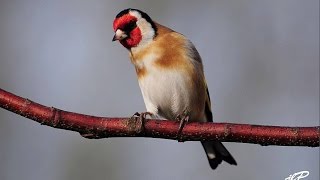 CD ΜΕ ΦΩΝΑΓΜΑΤΑ  ΓΙΑ ΠΙΑΣΙΜΟ ΠΟΥΛΙΩΝ (CARDUELIS CARDUELIS)