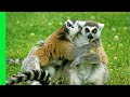 How Do Lemurs Find Love? | Love Nature