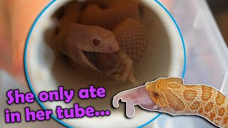 Feeding Baby Snakes their First Meals!