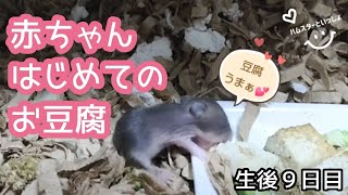 豆腐を食べるハムスターの赤ちゃん(生後９日目)【ジャンガリアン】