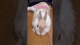 【うさぎは癒し】逆再生 まったりしてる＃animals＃うさぎ＃Barney＃rabbit