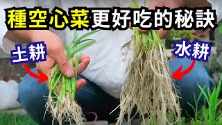 水耕空心菜種植教學，怎麼做？差別在哪？ | 阿星種植