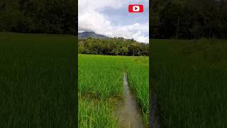 කුඹුරු යායෙ ලස්සන|paddy field  💚🇱🇰 #shorts  #srilanka #paddy#2023