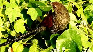 Greater coucal Juvenile Centropus sinensis 褐翅鸦鹃 11 4 19 Yuen Long