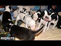 Great Danes Nursery Cam - Service Dog Project powered by EXPLORE.org