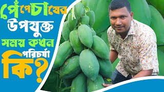 পেঁপে চাষের উপযুক্ত সময় কখন? পরিচর্যা কি? কোন জাতের পেঁপে চাষ লাভজনক! Papaya farming- Safollo Kotha