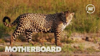 Brazil's Disappearing Wild Jaguars (360°)