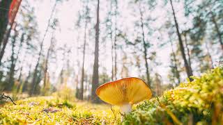 Belarus, Europe. Time lapse mushroom. Russula emetica - sickener, emetic russula, or vomiting