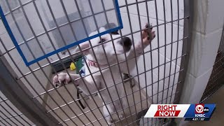 Adoption fees waived for adult dogs, cats at KC humane society through Sunday