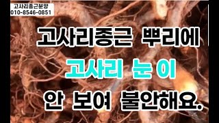 고사리종근 뿌리 고사리눈이 안 보여요/ 고사리재배 고사리 눈 형성과정 5단계