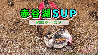 SUP犬とドタバタ珍道中【赤谷湖】ブルドッグ＆パピヨン