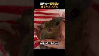 世界で一番可愛い赤ちゃんネズミ