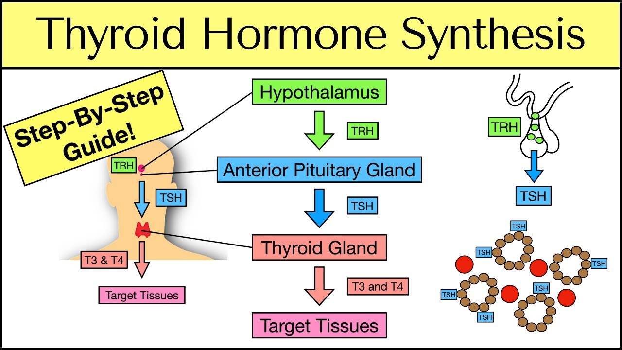 Thyroid Hormone Synthesis