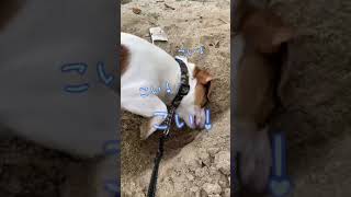 掘りまくって行きつきたい犬。ジャックラッセルテリアは面白い！#short   jack russell terrier love to make a hole！