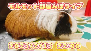 【モルモット】モルモット部屋んぽ2023/2/13  22:00