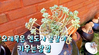 집에서 오래 묵어있던 멘도사를 분갈이 해주었어요 ㅎ 처음부터 롱분이 필요한 멘도사 키우기 ㅎ