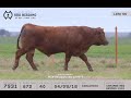 LOTE 99 - TOUROS ANGUS - LEILÃO VIRTUAL SÃO BIBIANO 2020