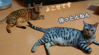 おやつが欲しい猫達