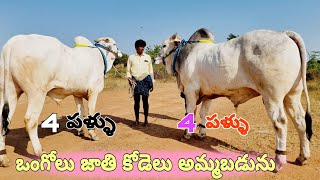 ఒంగోలు జాతి నాలుగు పళ్ళ కోడెలు అమ్మబడును-ongole cattles for sale-oxen for sale-bulls for sale-ox ox🐂