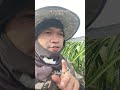 segernya makan buah naga langsung dari pohonnya shortsvidio shortsviral shortpetani shorts