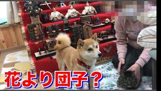 柴犬はお雛さんに興味津々？柴犬ハナと猫クロとひな祭り  -- No English Subtitles. Shiba --