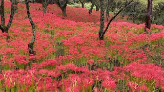 2021/09/15　満開です！　窪野の彼岸花群生地　その８　〜愛媛県松山市〜