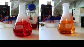 carbonic anhydrase assay