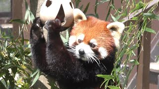 レッサーパンダ　リーファちゃん　リンゴを受け取ります　【のんほいパーク】Red panda Leafa-chan Toyohashi Zoo