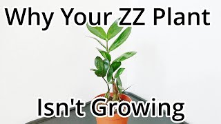 How To Make Your ZZ Plant Grow Faster