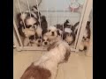 chó shih tzu giống chó xinh đẹp và sang chảnh nhất thể giới có giá bao nhiêu