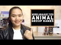Word Analogy and Vocabulary: Animal Group Names - Civil Service & #UPCAT Review