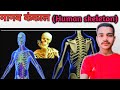 Human skeleton| Bone| Cartilage | Skelton system|Ankit bharti #biology