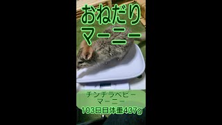 【チンチラ】おやつをおねだりするベビー #Shorts