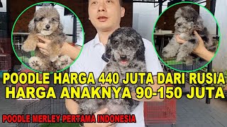 POODLE TERMAHAL INDONESIA HARGA 440 JUTA